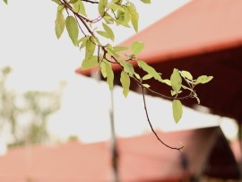 Sri Krishna Temple in Guruvayoor